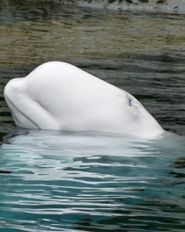 beluga-whale-sarah